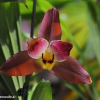 Orchideen Ausstellung in der Orangerie Elfenau 044.jpg